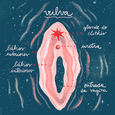 Desvendando a anatomia do aparelho reprodutor feminino